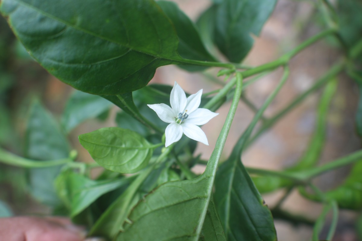 Capsicum annuum L.